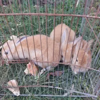 خرگوش خانگی|موش و خرگوش|کیاکلا, |دیوار