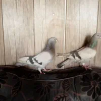 کبوتر اصفهانی صاف