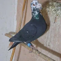 کفترفروشی نر