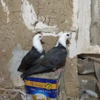 کبوتر جفت جوجه کربلایی و جوجه ماده آلمانی