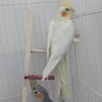 ۴ عدد عروس هلندی ۲ عدد نر ۲ عدد ماده