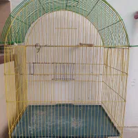 قفس عروس هلندی