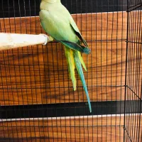 طوطی ملنگو یکساله|پرنده|تهران, ایرانشهر|دیوار