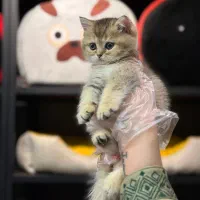 گربه بیریتش واسکاتیش گلد|گربه|تهران, باغ فیض|دیوار