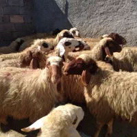 گوسفند میش و بره|حیوانات مزرعه|کرمانشاه, |دیوار