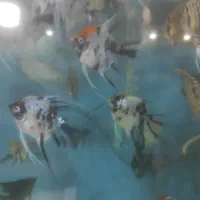 فروش انواع ماهی زینتی