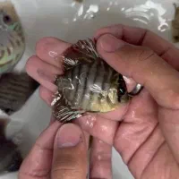 ماهی دیسکس|ماهی|اندیشه, شهرک صدف|دیوار