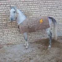 کره سها حاج تقی جنتیان