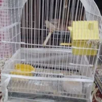 یک جفت فنچ