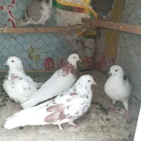 ۷عدد کبوتر دونه ۱۵۰