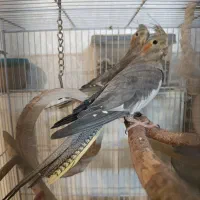 عروس هلندی  اهوی ماده اماده جفت