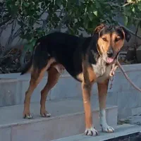 سگ میکس ژرمن دوبرمن