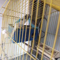 مرغ عشق نر و ماده با رنگ زیبا وخاص