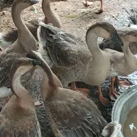 قو غاز