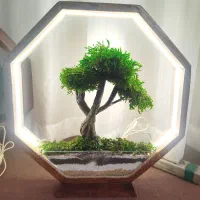 آباژور بنسای . زیبایی ماندگار.سبز پایدار.