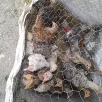 جوجه