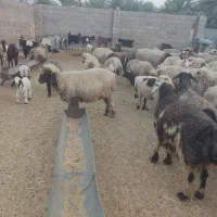 فروش 110 عدد میش ترکی درجه یک|حیوانات مزرعه|فراشبند, |دیوار