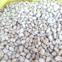 لوبیا چیتی ارتشی ابلق درجه یک دست چین شده