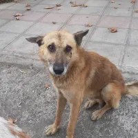 سگ مهربون واگذاری