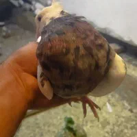 کفتر طوقی|پرنده|سنندج, |دیوار