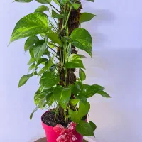 گل وگیاه طبیعی اپارتمانی آماده با گلدان|گل و گیاه طبیعی|اهواز, گلستان|دیوار