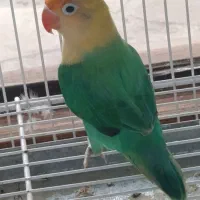 طوطی کوتوله
