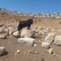 چپش دور جوان