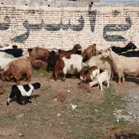 بززایده|حیوانات مزرعه|مشهد, کشاورز|دیوار