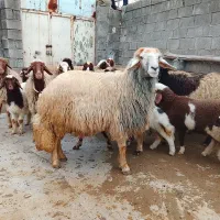 فروش ورن میان دوقلو/صرافا جهت داشت /