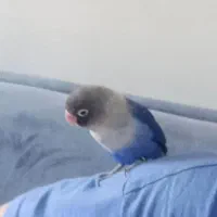 طوطی کوتوله زیبا