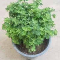 گیاه داوودی|گل و گیاه طبیعی|تهران, عباس‌آباد|دیوار