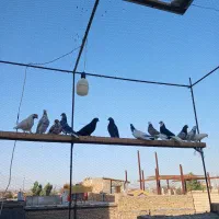 کفتر پرشی|پرنده|ساوه, |دیوار