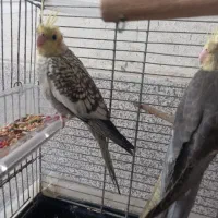 عروس هلندی|پرنده|رشت, حمیدیان|دیوار