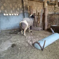 قوچ|حیوانات مزرعه|کاکی, |دیوار