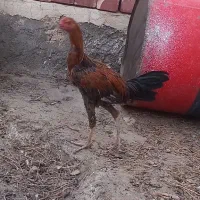 مرغ وخروس محلی
