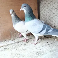 دمگیر نروماده خرقه