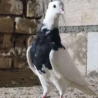 کفتر طوقی|پرنده|اردکان, |دیوار