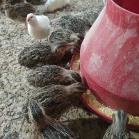 بلدرچین 45 روزه