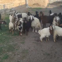 بز و بزغاله|حیوانات مزرعه|ارشق, |دیوار