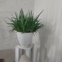 گل های طبیعی