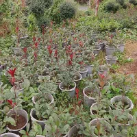 فوتونیا|گل و گیاه طبیعی|املش, |دیوار