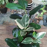 گیاهان آپارتمانی (فیکوس)