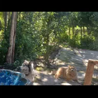 دوقلاده سگ|سگ|خلخال, |دیوار