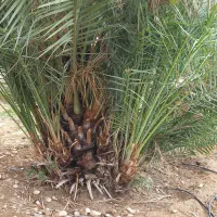 فروش دو هزار نهال خرما(پاجوش) کبکاب و زاهدی