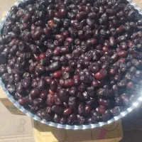 خرمای تازه|حراج|بوژگان, |دیوار