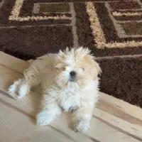 شیتزو وایت عروسکی سایز ریز