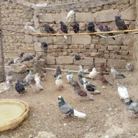 تعداد زیادی کبوتر فروشی دارم