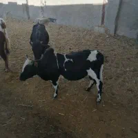گوساله نر فوری
