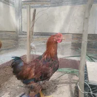 2 خروس محلی 2 مرغ