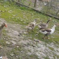 غاز تخم گزار|حیوانات مزرعه|آستانه اشرفیه, |دیوار